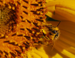 1 bee up close 2