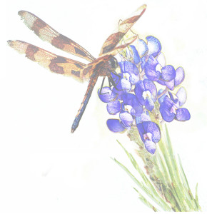 dragonfly watercolor low